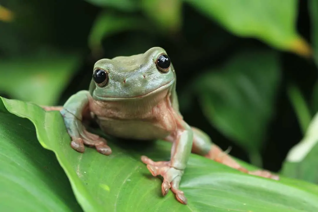 Green tree frogs available at Pets Everywhere pet shop in Adelaide