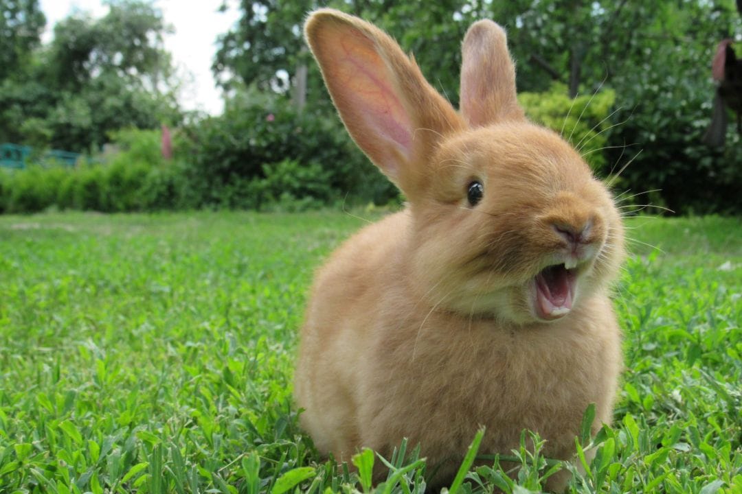 Pet rabbit standing upright and looking towards the camera