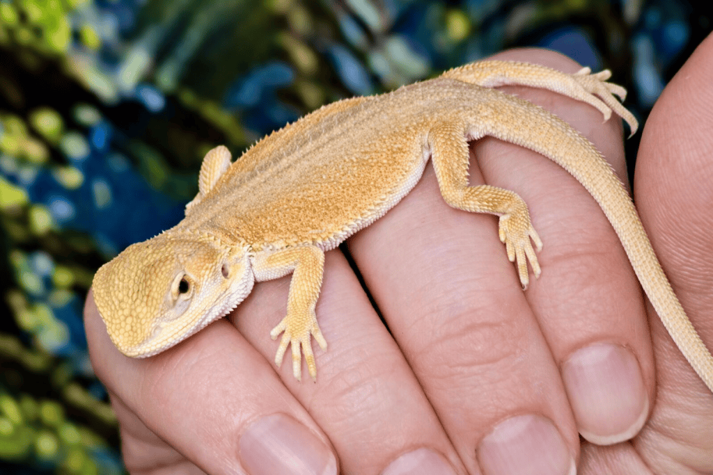 Witblits bearded dragon hatchling resting on a hand at Pets Everywhere in Adelaide.
