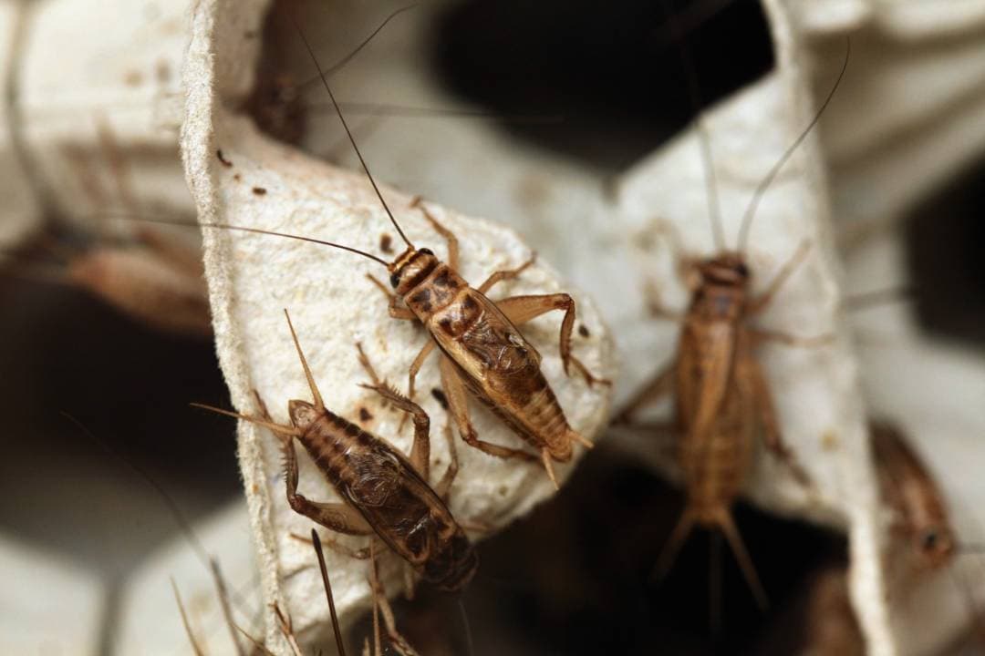 Live feeder crickets available at Pets Everywhere Adelaide