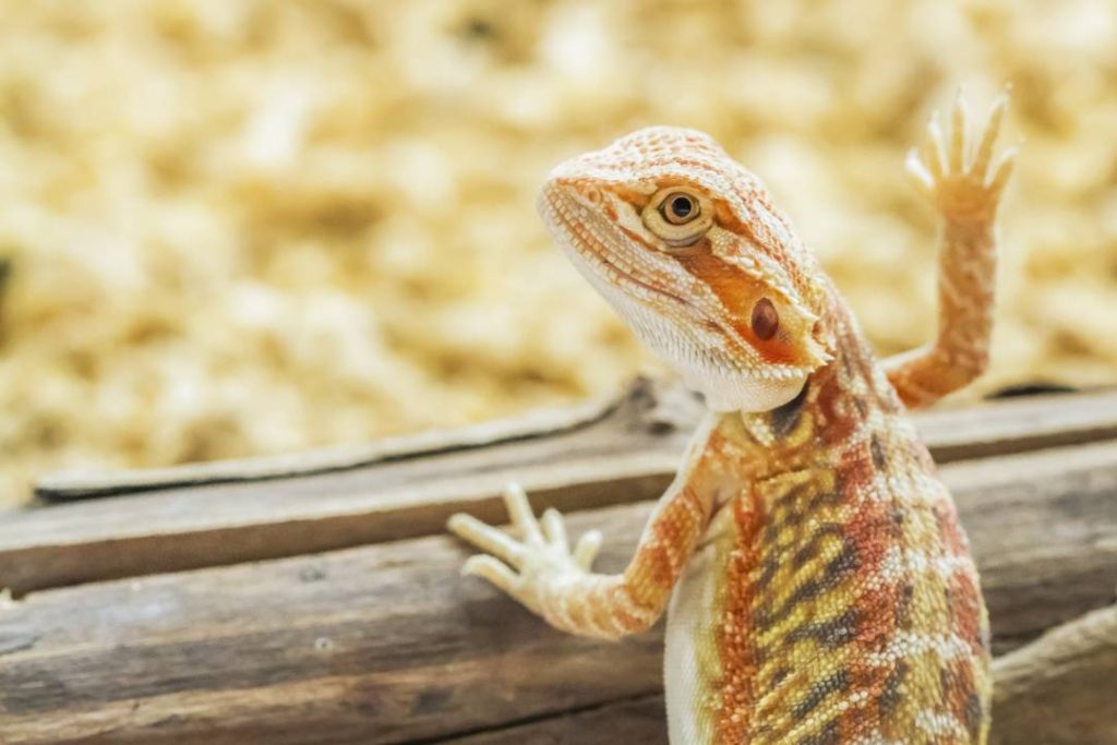 Hatchling bearded dragon available at Pets Everywhere pet shop in Adelaide