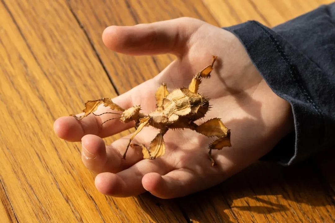 Spiny leaf insect available at Pets Everywhere pet shop in Adelaide