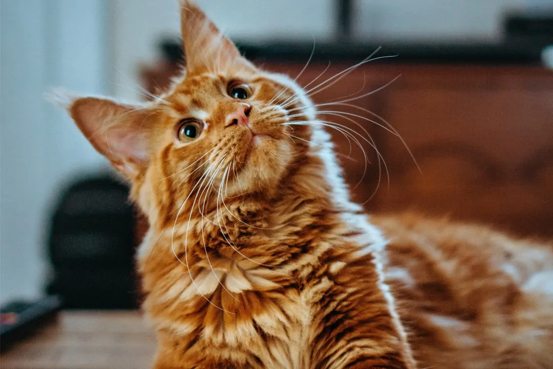 Cat Accessories and Supplies – Pets Everywhere