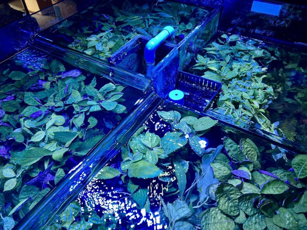 Live aquarium plants growing in a freshwater filtration system at Pets Everywhere