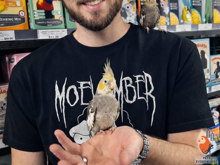 Hand-tamed grey cockatiel sitting on a person’s hand inside Pets Everywhere, with Wombaroo and Passwell bird food in the background