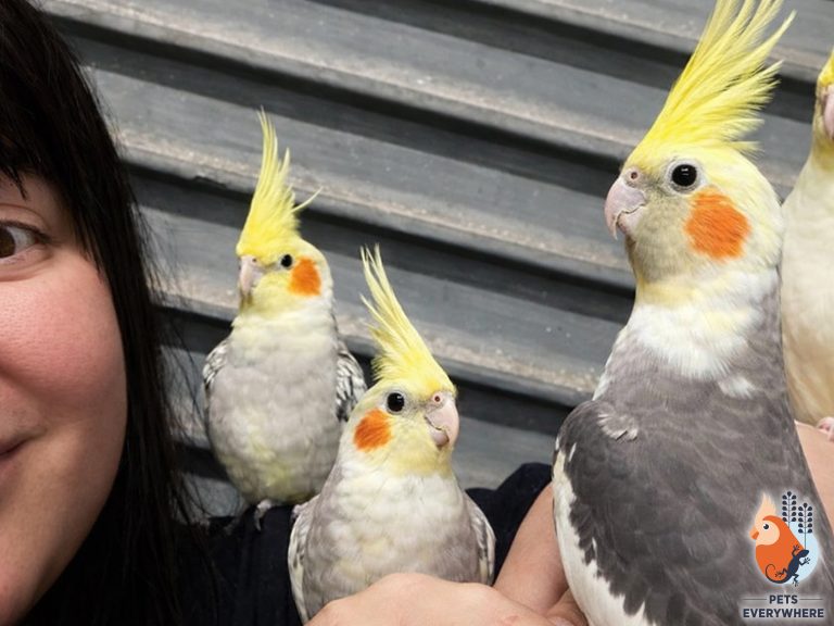 Hand-tamed cockatiels perched on a person’s arm at Pets Everywhere, showing friendly pet birds in Adelaide