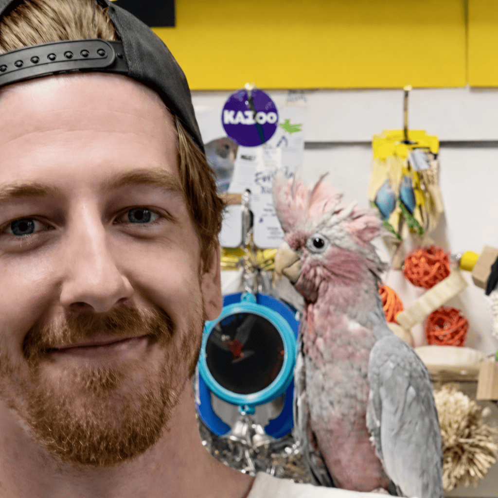 A smiling man wearing a backwards cap posing beside a pink and grey Galah cockatoo inside a pet store.