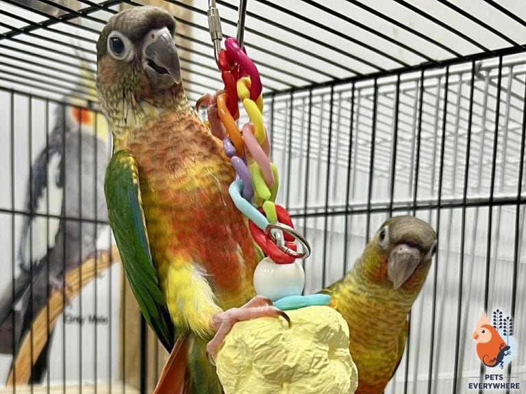 Green-cheeked conure morphs playing with toys inside Pets Everywhere, showing friendly and interactive pet parrots