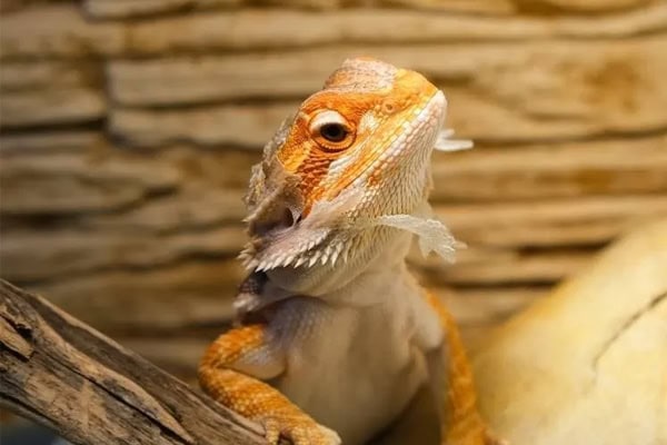 Bearded dragon sitting on a basking branch inside a natural reptile enclosure in shed