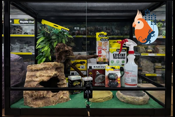 Beginner bearded dragon starter kit in a Reptile One 60cm glass terrarium
