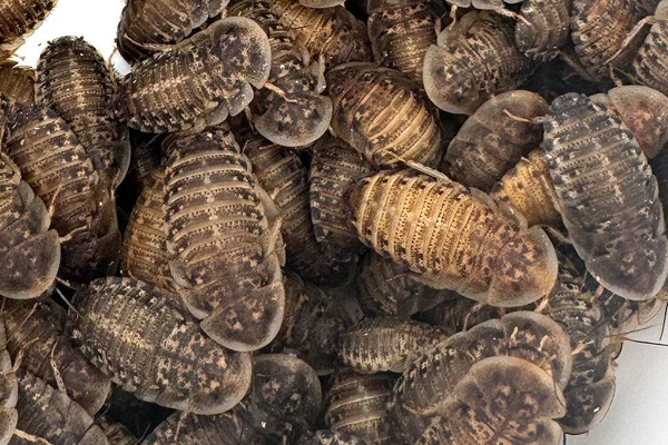 Dubia roaches feeder insects for reptiles, ideal live food for bearded dragons in Adelaide pet store