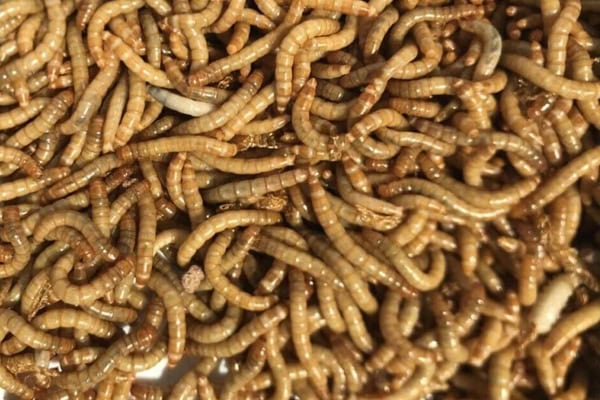 Mealworms feeder insects for reptiles, live food for bearded dragons in Adelaide pet store