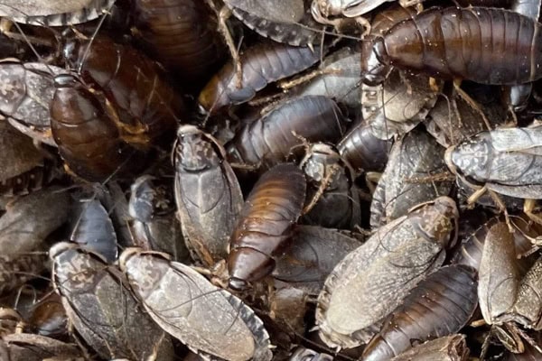 Woodies feeder insects for reptiles, ideal live food for bearded dragons in Adelaide pet store