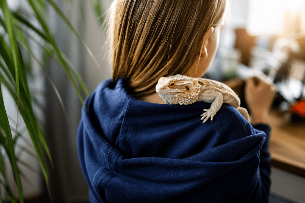 Young girl with a bearded dragon resting on her shoulder at home