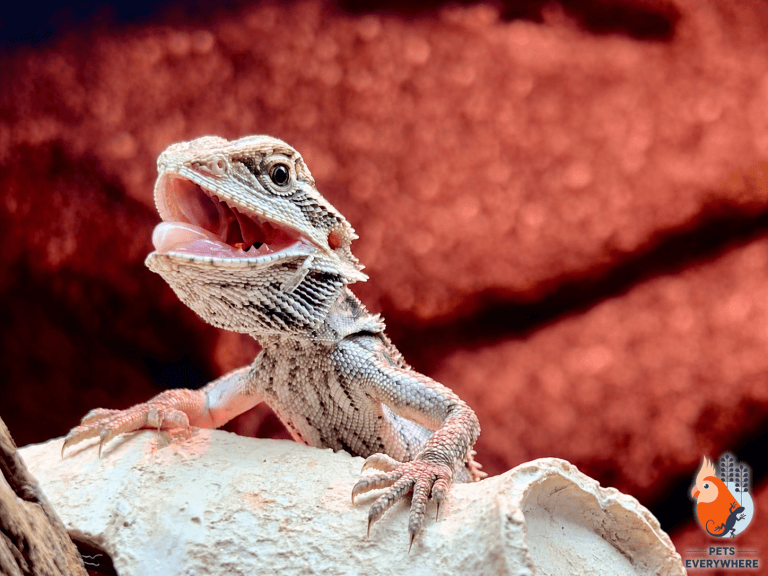 Central Bearded Dragon