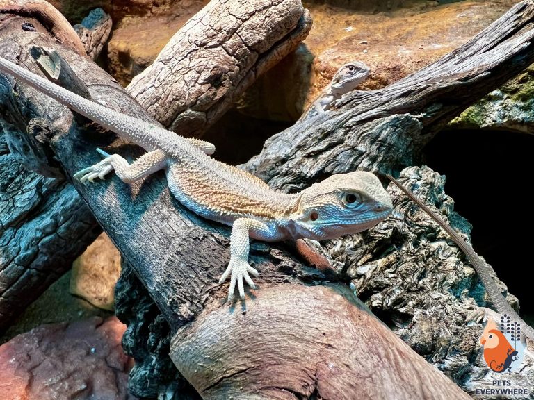 Witblits Bearded Dragon