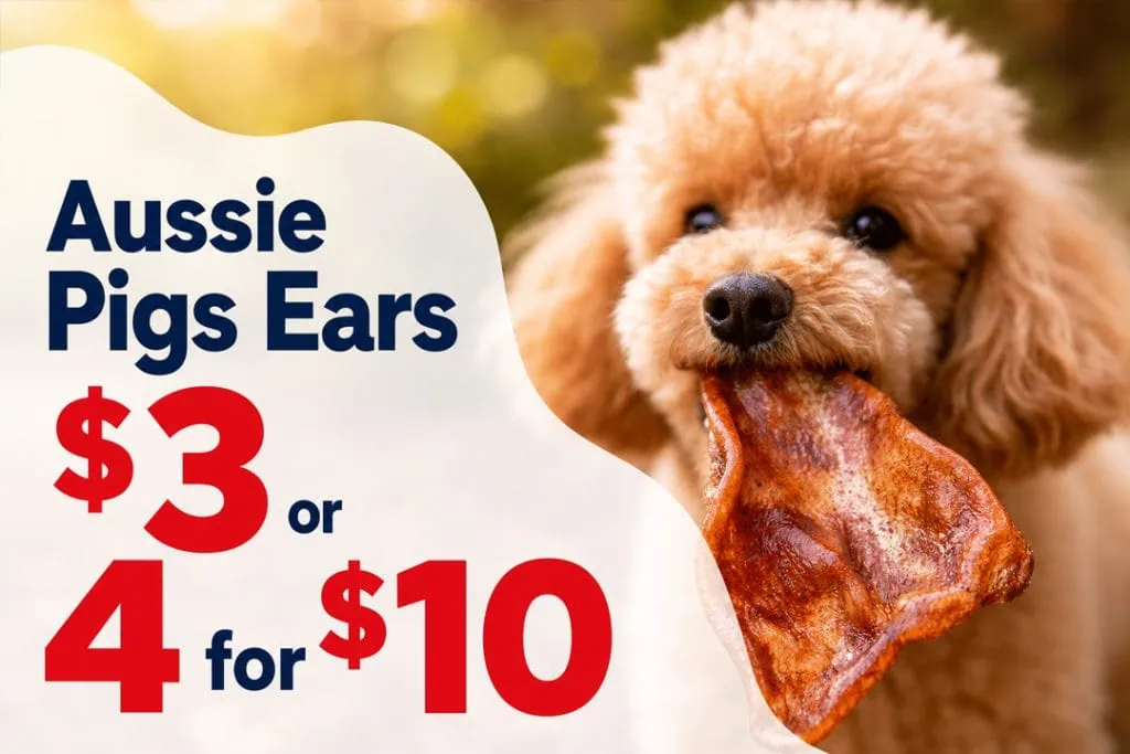 Dog holding an Aussie pig ear treat, $3 each or 4 for $10.