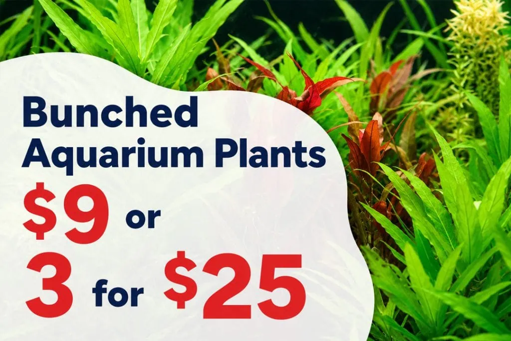 Bunched live aquarium plants, $9 each or 3 for $25 at Pets Everywhere.