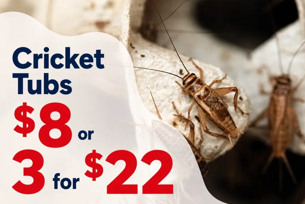 Live feeder cricket tubs, $8 each or 3 for $22 at Pets Everywhere.