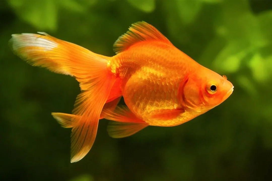 Healthy goldfish available at Pets Everywhere pet shop in Adelaide