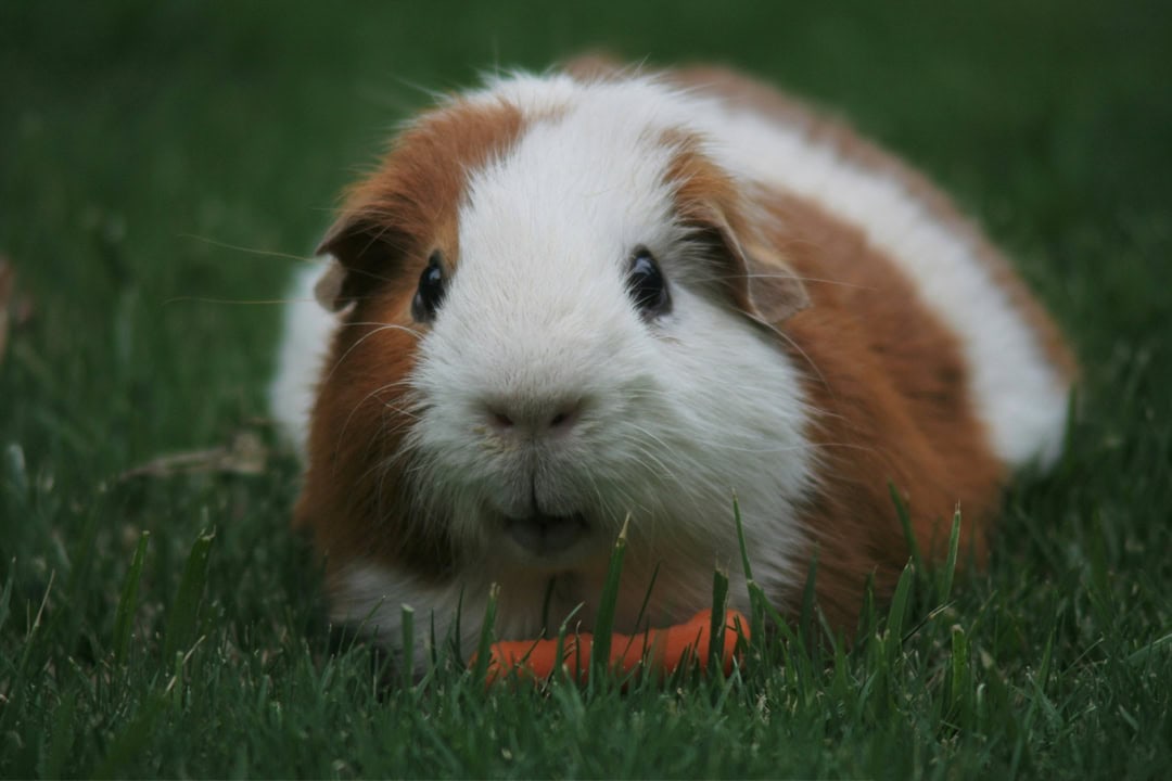 Brown and white guinea pig sitting and looking towards the camera