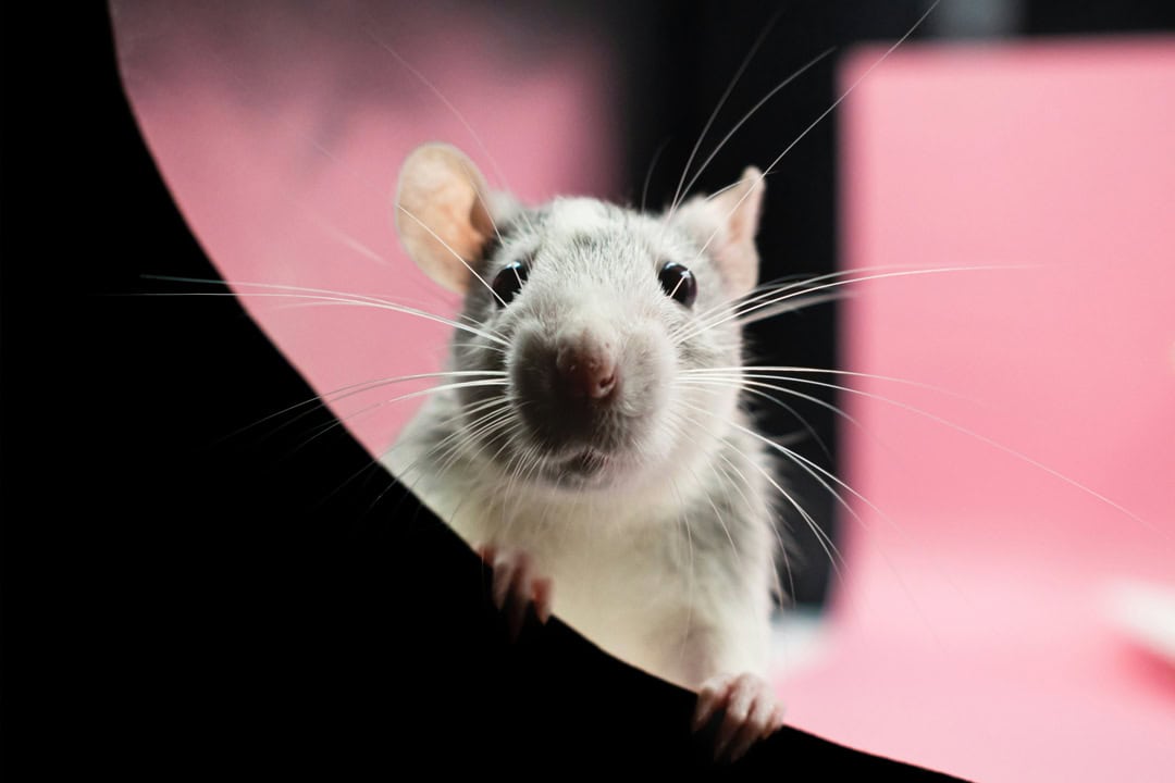 Grey and white pet rat sitting and looking towards the camera