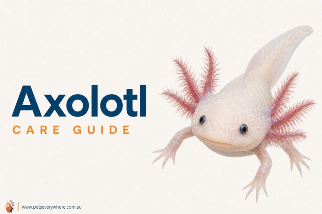 Axolotl Care Guide featuring a pale axolotl