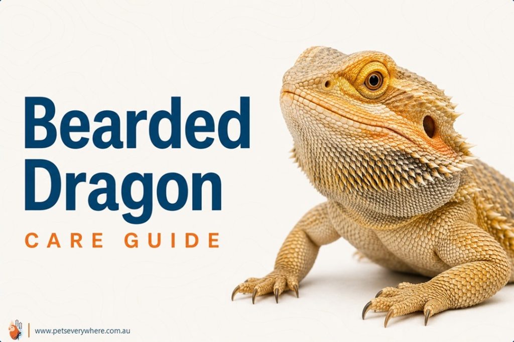 Bearded Dragon Care Guide featuring a bearded dragon