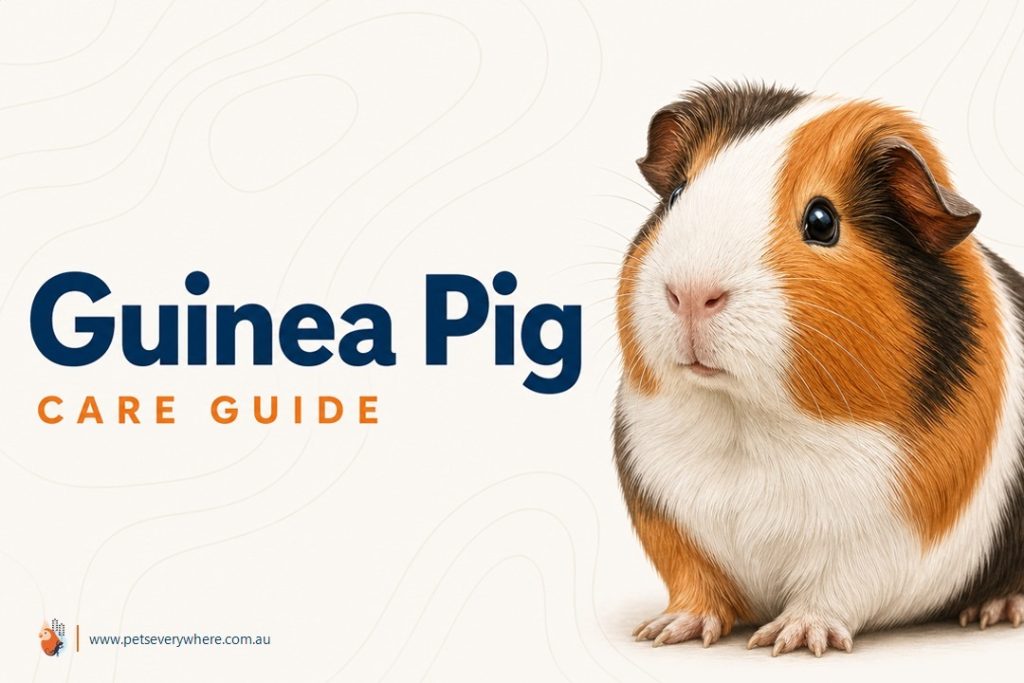 Guinea Pig Care Guide featuring a brown and white guinea pig