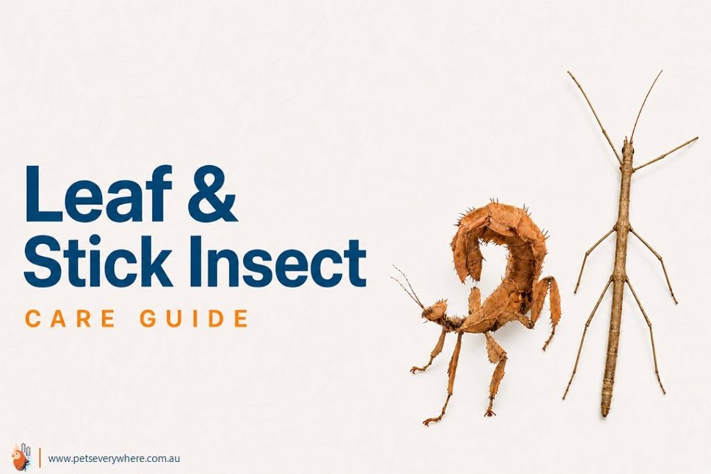 Leaf and Stick Insect Care Guide featuring a spiny leaf insect and stick insect