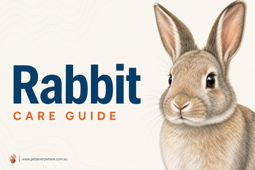 Rabbit Care Guide featuring a grey rabbit