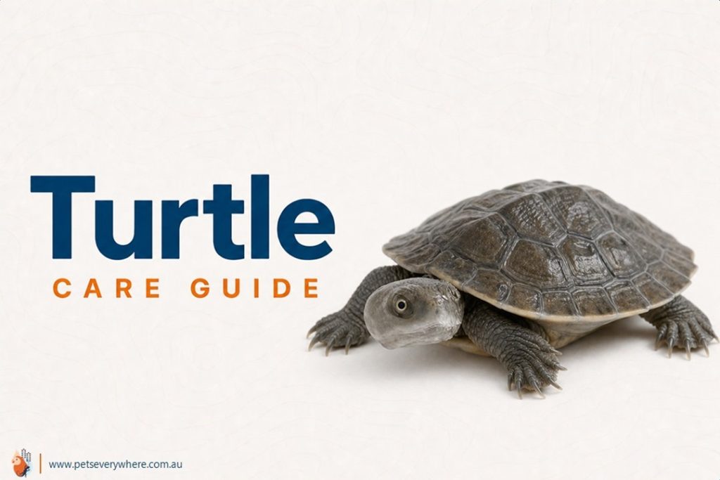 Murray River Short-Necked Turtle Care Guide featuring a short-necked turtle